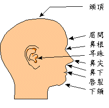 頭型側面