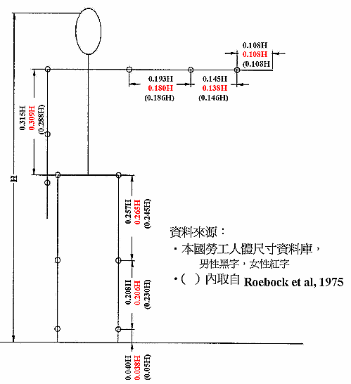 國內（外）人人體肢段相對於平均身高之比率